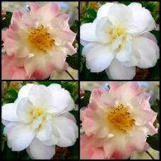 Camellia Star Above Star x 1 Plant Ruffled Pink Tinged White Flowers Full Sun Shade Shrubs Small Trees Cottage Garden sasanqua
